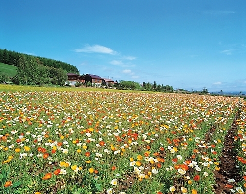포토 JPG 주간 나무 식물 구름 건축물 건축 꽃 배경화면 백그라운드 꽃밭 자연 하늘 주택 풍경 초원 사람없음 야외 건물 국내포토 자연요소 생태계 파일형식
