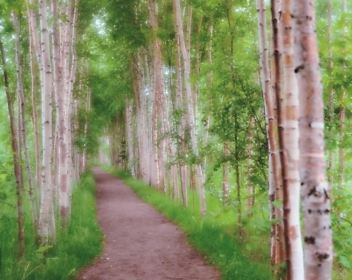 포토 JPG 주간 나무 식물 길 배경화면 백그라운드 자연 여러그루 풍경 사람없음 야외 산책로 풀 곧은길 국내포토 자연요소 다수 생태계 파일형식