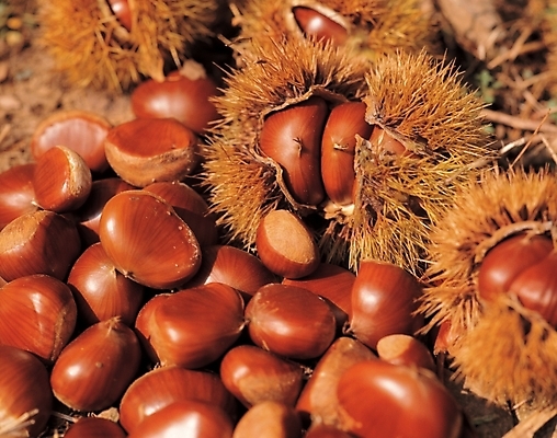 포토 JPG 식물 사계절 계절 열매 음식 백그라운드 사람없음 야외 농작물 견과류 가을 밤 밤송이 국내포토 농업 밤_견과류 파일형식