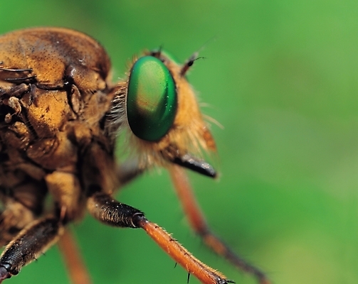 포토 JPG 주간 동물 곤충 절지류 자연 근접촬영 사람없음 벌레 벌 파리_프랑스 파리_곤충 국내포토 자연요소 뷰포인트 프랑스 생태계 파일형식