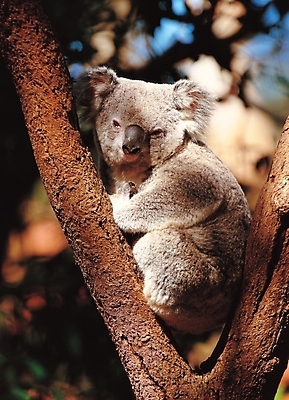 포토 JPG 주간 나무 식물 동물 척추동물 한마리 육지동물 야생동물 포유류 사람없음 야외 코알라 국내포토 자연요소 1 파일형식