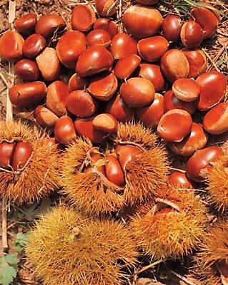 포토 JPG 식물 사계절 계절 열매 음식 백그라운드 사람없음 야외 농작물 견과류 가을 밤 밤송이 국내포토 농업 밤_견과류 파일형식