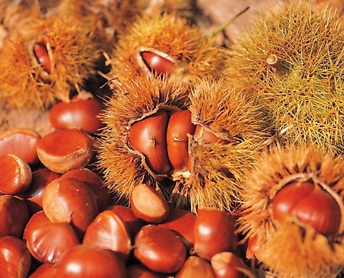 포토 JPG 식물 사계절 계절 열매 음식 백그라운드 사람없음 야외 농작물 견과류 가을 밤 밤송이 국내포토 농업 밤_견과류 파일형식