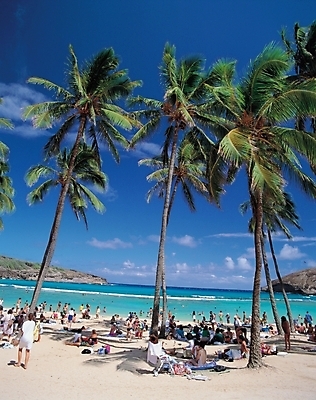 포토 JPG 주간 나무 식물 구름 사계절 계절 파도 바다 자연 하늘 사람 풍경 여러명 해변 야외 여름 여름휴가 바캉스 모래사장 야자수 열대식물 휴양지 국내포토 자연요소 다수 휴가 장소 생태계 파일형식 여름_계절