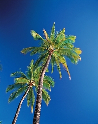 포토 JPG 주간 나무 식물 로우앵글 여행 백그라운드 하늘 휴가 풍경 사람없음 야외 야자수 열대식물 휴양지 대서 국내포토 자연요소 뷰포인트 장소 절기 파일형식