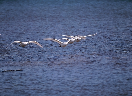 포토 JPG 주간 동물 척추동물 배경화면 백그라운드 여러마리 자연 조류 풍경 사람없음 야외 강 백조 국내포토 자연요소 다수 생태계 파일형식
