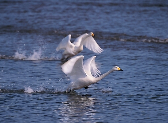 포토 JPG 주간 동물 척추동물 배경화면 백그라운드 두마리 자연 조류 풍경 사람없음 야외 강 백조 국내포토 자연요소 2 생태계 파일형식