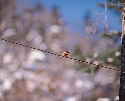 포토 JPG 주간 동물 척추동물 한마리 백그라운드 자연 조류 풍경 사람없음 야외 전선 참새 국내포토 자연요소 1 생태계 파일형식