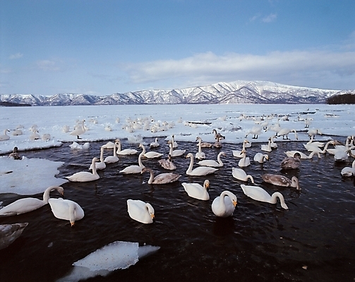 포토 JPG 주간 동물 척추동물 계절 호수 야생동물 배경화면 백그라운드 겨울 여러마리 조류 풍경 사람없음 야외 강 눈 백조 국내포토 자연요소 다수 날씨 파일형식