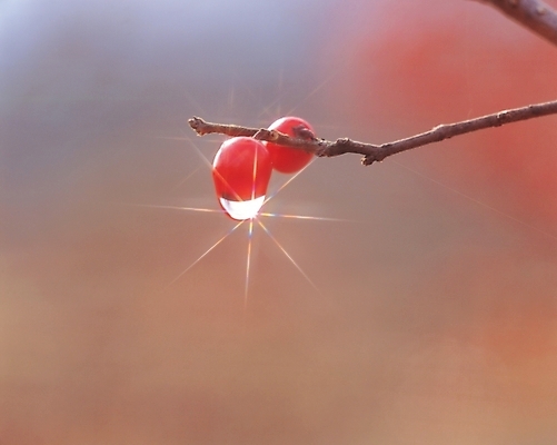 포토 JPG 주간 식물 열매 음식 배경화면 백그라운드 과일 사람없음 야외 물 농작물 물방울 나뭇가지 이슬 국내포토 자연요소 나무 농업 파일형식