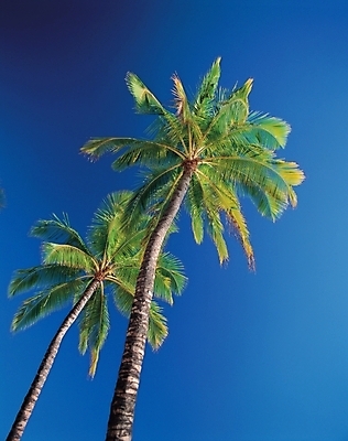 포토 JPG 주간 나무 식물 로우앵글 여행 백그라운드 하늘 휴가 풍경 사람없음 야외 야자수 열대식물 휴양지 대서 두그루 국내포토 자연요소 뷰포인트 2 장소 절기 파일형식