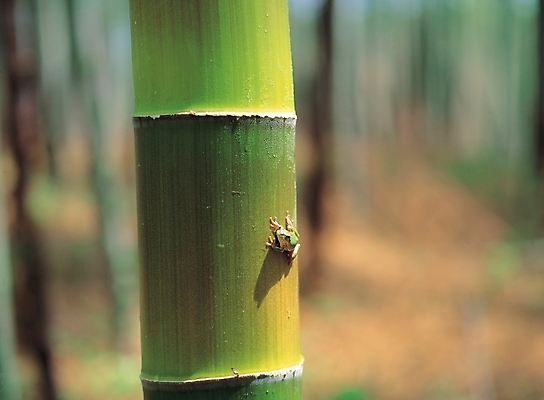 포토 JPG 주간 나무 식물 동물 배경화면 백그라운드 개구리 양서류 풍경 사람없음 야외 대나무 청개구리 국내포토 자연요소 파일형식