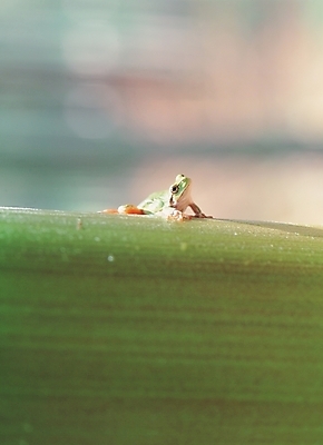 포토 JPG 주간 식물 동물 척추동물 한마리 배경화면 백그라운드 자연 양서류 풍경 사람없음 야외 청개구리 국내포토 자연요소 1 개구리 생태계 파일형식