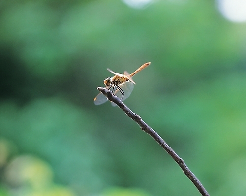 포토 JPG 주간 식물 동물 한마리 배경화면 곤충 백그라운드 절지류 자연 풍경 사람없음 야외 나뭇가지 잠자리 국내포토 자연요소 나무 1 생태계 파일형식