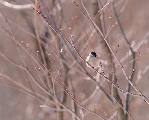 포토 JPG 주간 나무 식물 동물 척추동물 한마리 야생동물 배경화면 백그라운드 조류 풍경 사람없음 야외 나뭇가지 국내포토 자연요소 1 파일형식