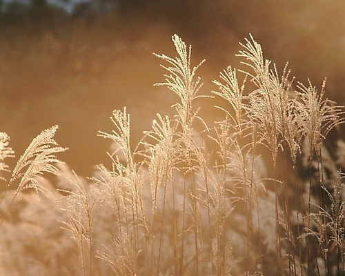 포토 JPG 주간 식물 사계절 계절 배경화면 백그라운드 자연 갈대 풍경 사람없음 야외 가을 억새 국내포토 자연요소 생태계 파일형식