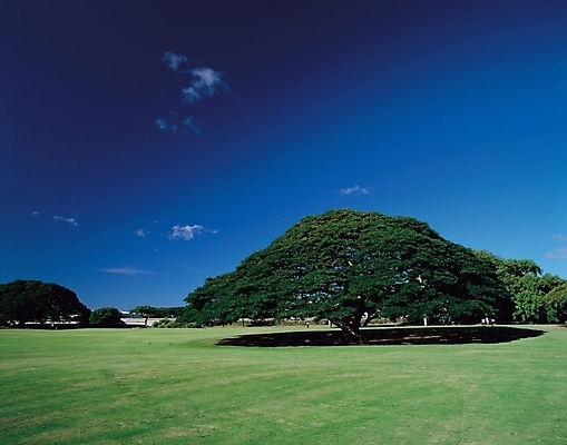 포토 JPG 주간 나무 식물 구름 백그라운드 자연 하늘 여러그루 풍경 잔디 초원 사람없음 야외 국내포토 자연요소 다수 생태계 파일형식