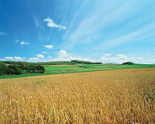 포토 JPG 주간 나무 식물 구름 사계절 계절 백그라운드 농업 자연현상 자연 하늘 곡류 논 풍경 잔디 초원 사람없음 야외 목초지 벼 가을 추분 국내포토 자연요소 산업 목장 절기 생태계 파일형식 초원_자연