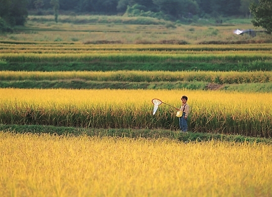 포토 JPG 주간 사계절 계절 남자 어린이 농업 자연현상 자연 곡류 논 한명 사람 풍경 야외 벼 가을 시골 곤충채집 추분 채집망 남자만 남자한명만 어린이만 소년만 소년한명만 국내포토 자연요소 1 산업 곤충 수집 절기 생태계 파일형식