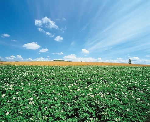 포토 JPG 주간 식물 구름 꽃 배경화면 백그라운드 꽃밭 자연 하늘 풍경 초원 사람없음 야외 국내포토 자연요소 생태계 파일형식