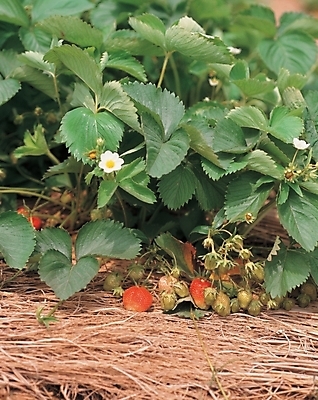 포토 JPG 주간 식물 열매 꽃 음식 과일 딸기 사람없음 야외 농작물 볏짚 국내포토 자연요소 농업 짚 파일형식