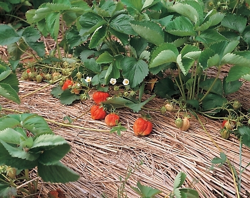 포토 JPG 주간 식물 열매 꽃 음식 잎 과일 딸기 사람없음 야외 농작물 볏짚 국내포토 자연요소 농업 짚 파일형식