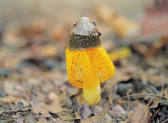 포토 JPG 주간 식물 낙엽 사람없음 야외 버섯 국내포토 자연요소 잎 파일형식