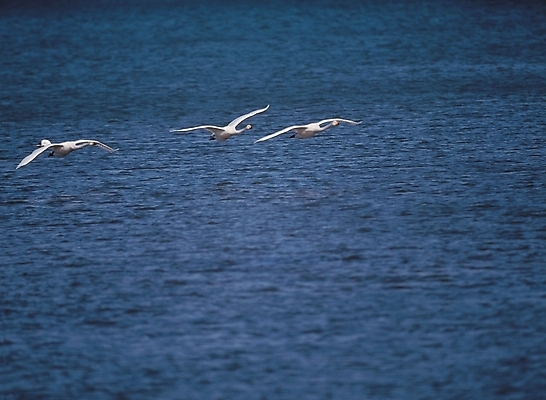 포토 JPG 주간 동물 척추동물 야생동물 여러마리 조류 사람없음 야외 강 백조 국내포토 자연요소 다수 파일형식