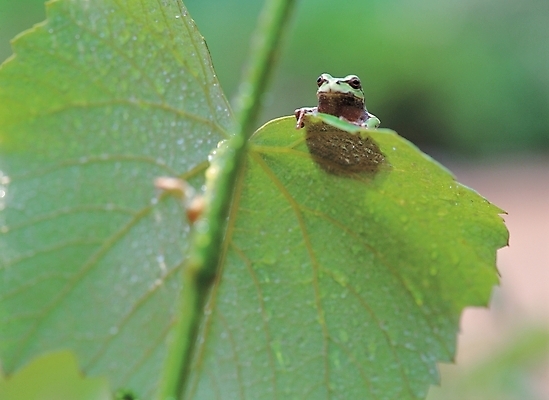 포토 JPG 주간 식물 동물 척추동물 한마리 줄기 배경화면 백그라운드 잎 자연 나뭇잎 개구리 양서류 풍경 사람없음 야외 청개구리 국내포토 자연요소 1 생태계 파일형식