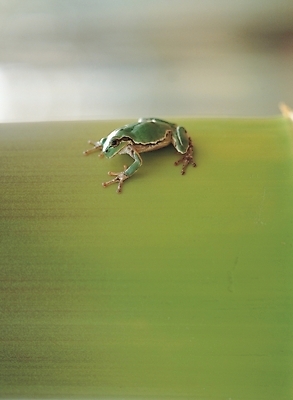 포토 JPG 주간 동물 척추동물 한마리 자연 개구리 양서류 사람없음 야외 청개구리 국내포토 자연요소 1 생태계 파일형식