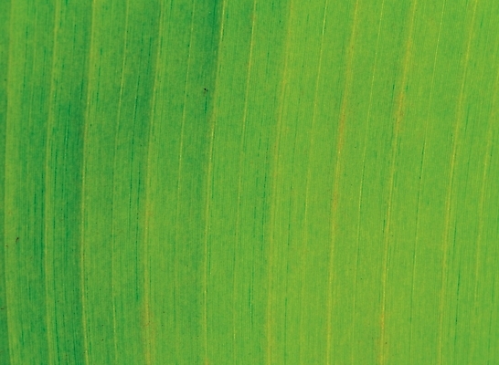 포토 JPG 식물 백그라운드 잎 자연 나뭇잎 근접촬영 사람없음 초록색 국내포토 뷰포인트 컬러 생태계 파일형식