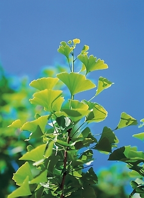 포토 JPG 주간 나무 식물 백그라운드 잎 자연 나뭇잎 풍경 사람없음 야외 나뭇가지 은행잎 은행나무 국내포토 자연요소 생태계 파일형식