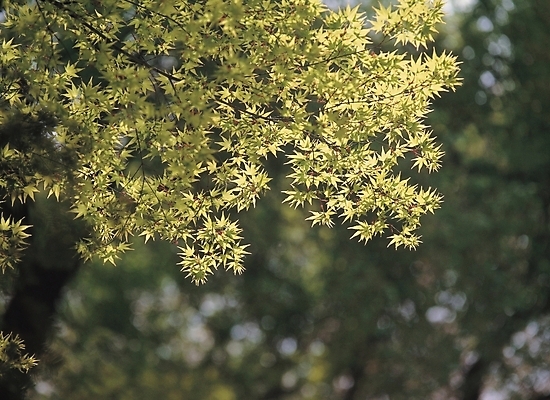 포토 JPG 주간 나무 식물 백그라운드 자연 단풍나무 나뭇잎 풍경 사람없음 야외 국내포토 자연요소 단풍 잎 생태계 파일형식