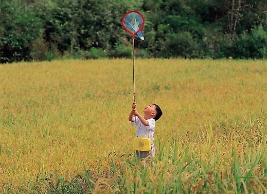 포토 JPG 주간 나무 식물 사계절 계절 남자 초등학생 어린이 농업 자연 논 한명 사람 소년 야외 벼 가을 곤충채집 채집망 남자만 남자한명만 어린이만 소년만 소년한명만 국내포토 자연요소 1 학생 산업 곤충 곡류 수집 생태계 파일형식