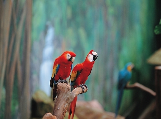 포토 JPG 주간 동물 척추동물 야생동물 두마리 조류 사람없음 야외 앵무새 국내포토 자연요소 2 파일형식