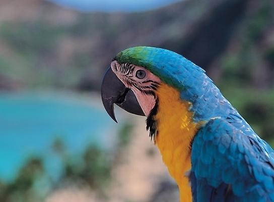 포토 JPG 주간 동물 척추동물 한마리 야생동물 조류 사람없음 야외 앵무새 국내포토 자연요소 1 파일형식