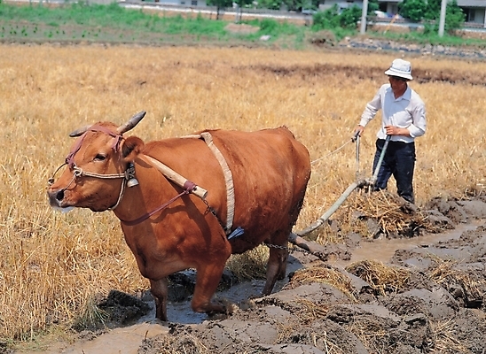 포토 JPG 주간 동물 직업 남자 산업 농업 한명 사람 풍경 20대 성인 야외 농사 가축 농촌 시골 소 농부 황소 밭갈이 남자만 남자한명만 성인남자만 청년만 청년남자만 청년남자한명만 성인한명만 성인남자한명만 성인만 국내포토 자연요소 1 포유류 청년 파일형식