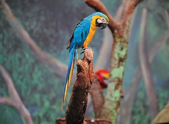 포토 JPG 주간 나무 식물 동물 척추동물 한마리 야생동물 조류 사람없음 야외 앵무새 국내포토 자연요소 1 파일형식