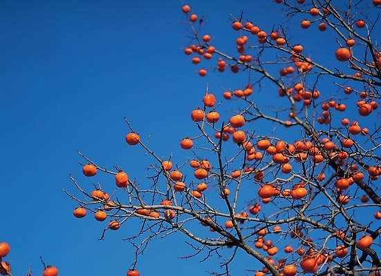 포토 JPG 주간 나무 식물 계절 음식 백그라운드 과일 감 풍경 사람없음 야외 농작물 가을 나뭇가지 감나무 국내포토 자연요소 농업 파일형식
