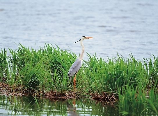 포토 JPG 주간 동물 척추동물 한마리 야생동물 배경화면 백그라운드 조류 풍경 사람없음 야외 강 학 국내포토 자연요소 1 파일형식