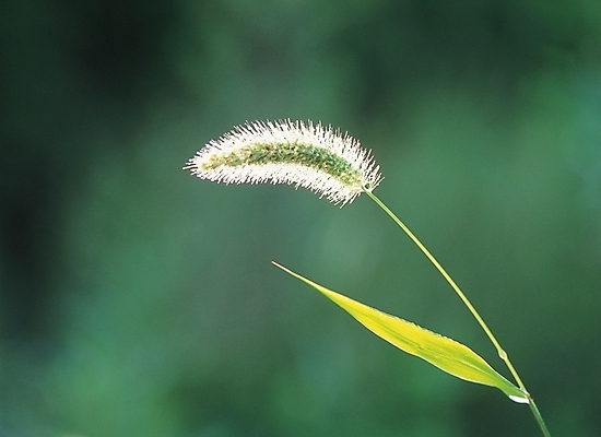 포토 JPG 주간 식물 배경화면 백그라운드 자연 풍경 사람없음 야외 풀 강아지풀 국내포토 자연요소 생태계 한해살이풀 파일형식