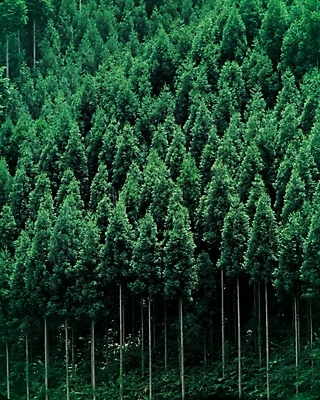 포토 JPG 주간 나무 식물 백그라운드 자연 산 여러그루 풍경 사람없음 야외 숲 국내포토 자연요소 다수 생태계 파일형식