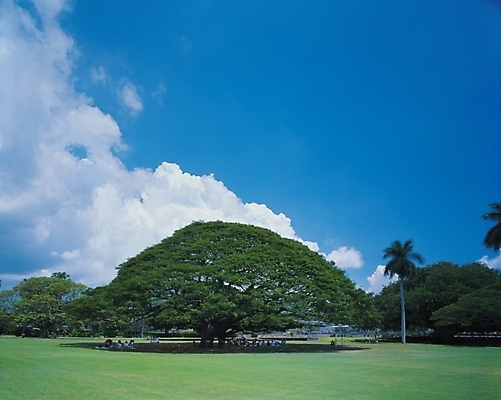 포토 JPG 주간 나무 식물 구름 공원 배경화면 백그라운드 자연 하늘 여러그루 풍경 초원 사람없음 야외 국내포토 자연요소 공공시설 다수 생태계 파일형식