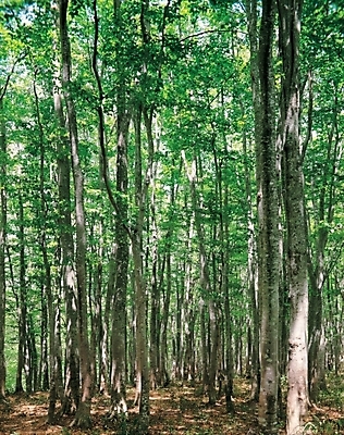 포토 JPG 주간 나무 식물 백그라운드 자연 여러그루 풍경 사람없음 야외 숲 국내포토 자연요소 다수 생태계 파일형식
