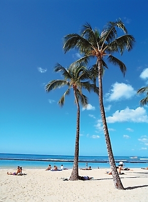 포토 JPG 주간 나무 식물 구름 사계절 계절 바다 백그라운드 자연 하늘 사람 풍경 여러명 해변 야외 여름 모래사장 야자수 휴양지 대서 국내포토 자연요소 다수 장소 절기 생태계 파일형식