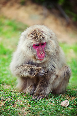 포토 JPG 해외이미지 나무 식물 동물 공원 아시아 얼굴 야생동물 백그라운드 포유류 자연 휴식 친절 산 털 앉기 동양인 사람없음 초록색 갈색 환경 일본 봄 회색 시골 원숭이 황무지 숲 사파리 멸종 유인원 내추럴 교토 동물상 전국 지능 해외202004 해외포토 계절 공공시설 나라 컬러 컨셉 모션 인종 신체부위 조형물 생태계 파일형식