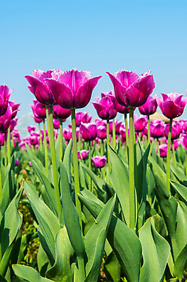 포토 JPG 해외이미지 식물 계절 공원 꽃잎 꽃 줄기 분홍색 꽃다발 백그라운드 잎 꽃무늬 밭 자연 부활절 초원 사람없음 빨간색 초록색 여름 파란색 빛 컬러풀 햇빛 태양 정원 맑음 보라색 봄 활발 들꽃 튤립 벚꽃 광선 전원 시골 신선 개화 우아함 내추럴 고립 해외202004 해외포토 자연요소 공공시설 기념일 컬러 컨셉 무늬 농업 날씨 전기에너지 생태계 파일형식