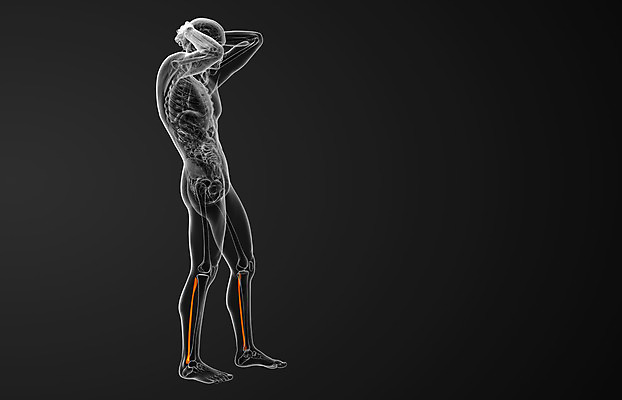 포토 JPG 해외이미지 부분 뼈 골격 엑스레이 건강 사람 사람없음 3D 해외202004 해외포토 의학 디지털합성 파일형식