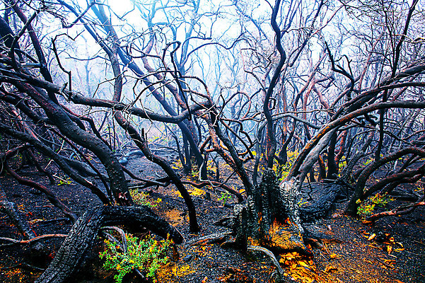 포토 JPG 해외이미지 나무 식물 공원 섬 백그라운드 오렌지 자연 불 추상 휴가 불꽃 풍경 사람없음 야외 목재 빨간색 여름 환경 검은색 손상 긴급 죽음 소나무 뜨거움 연기 숲 위험 내추럴 생태학 재 재앙 해외202004 해외포토 자연요소 계절 공공시설 교육 컬러 컨셉 무늬 과일 재료 생태계 파일형식