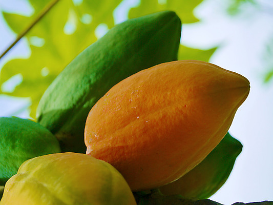 포토 JPG 해외이미지 나무 식물 아시아 음식 백그라운드 잎 농업 과일 자연 사람없음 야외 초록색 여름 컬러풀 농장 노란색 정원 성장 신선 과수원 유기농 비타민 숙성 파파야 해외202004 해외포토 웰빙 계절 나라 산업 컬러 열대과일 생태계 영양소 파일형식